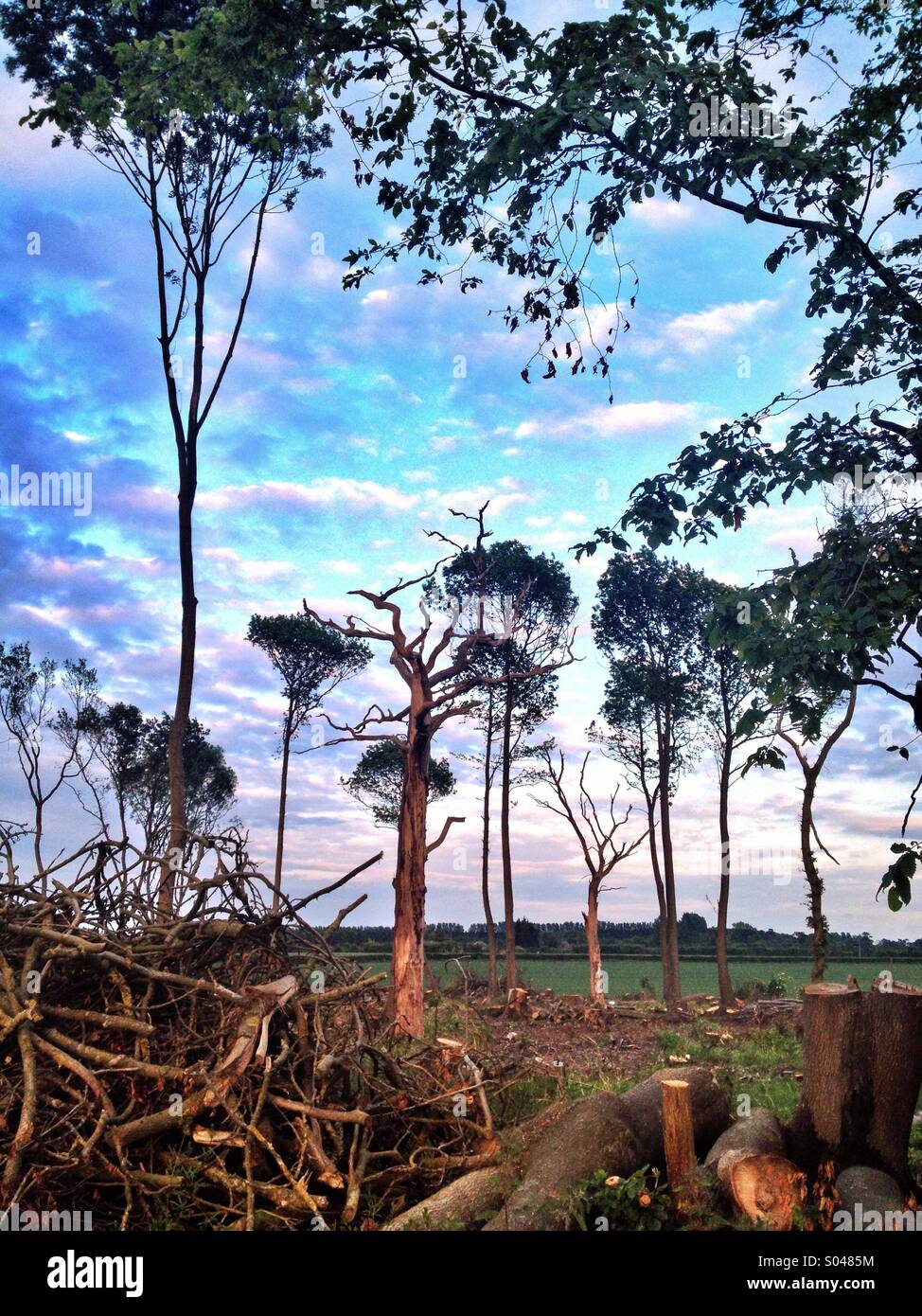 Coppiced trees hi-res stock photography and images - Alamy