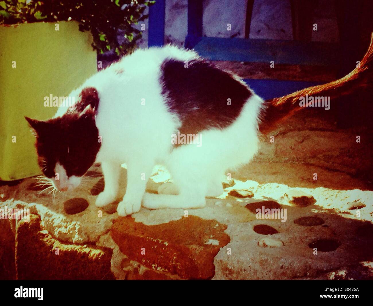 Cat on a wall Stock Photo Alamy