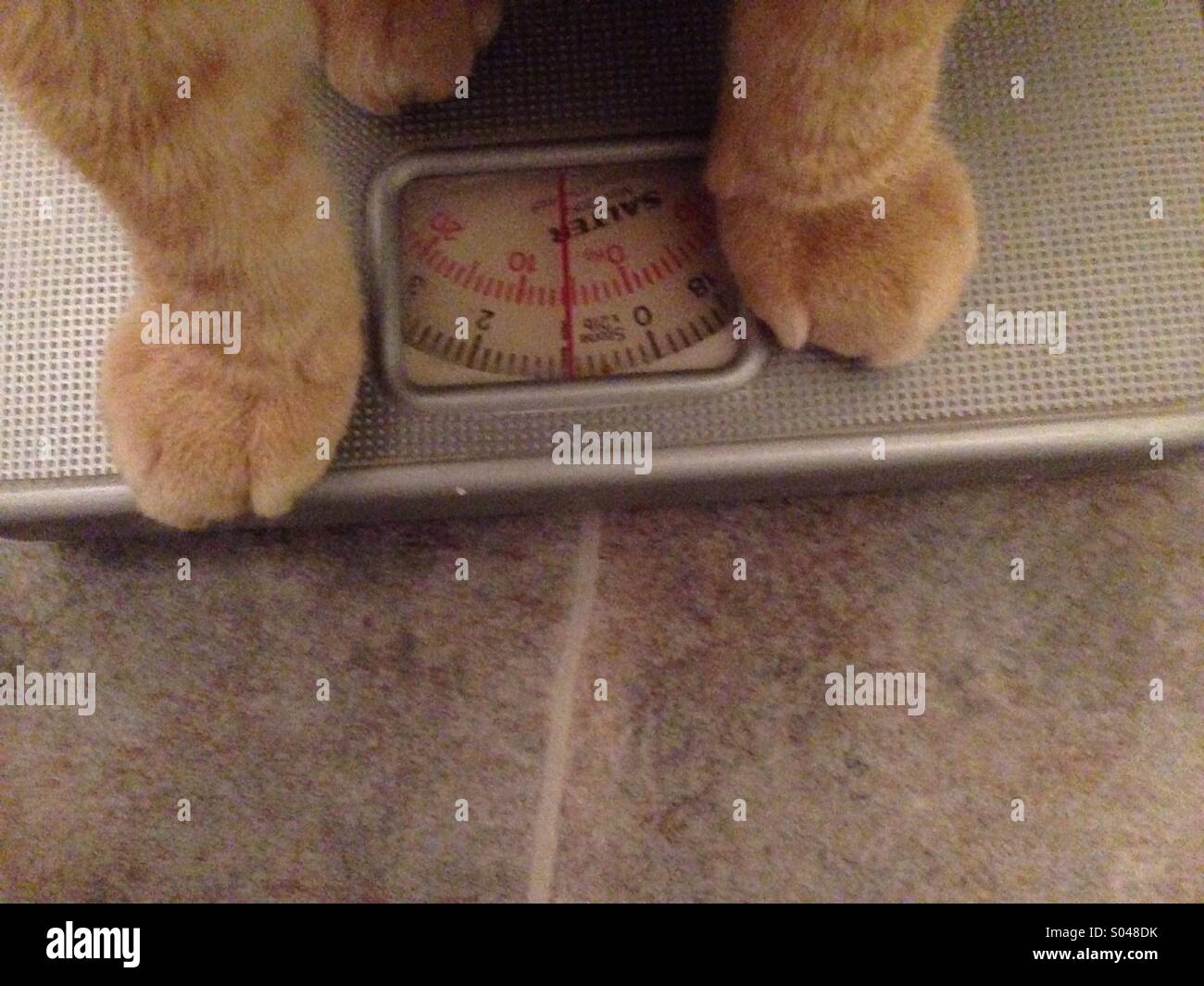 Cats paws on a weighing scale Stock Photo