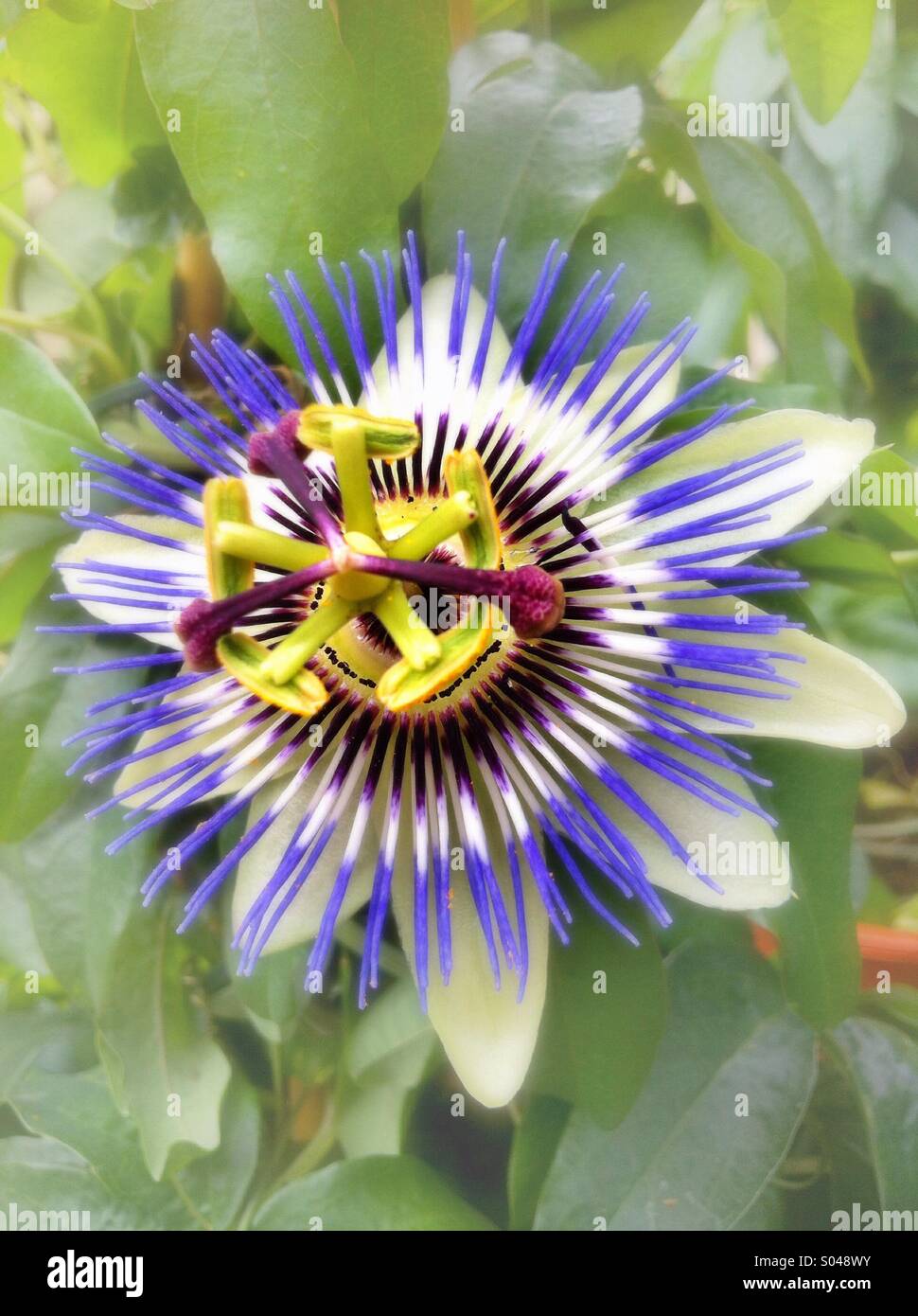 Purple Passion flower Stock Photo