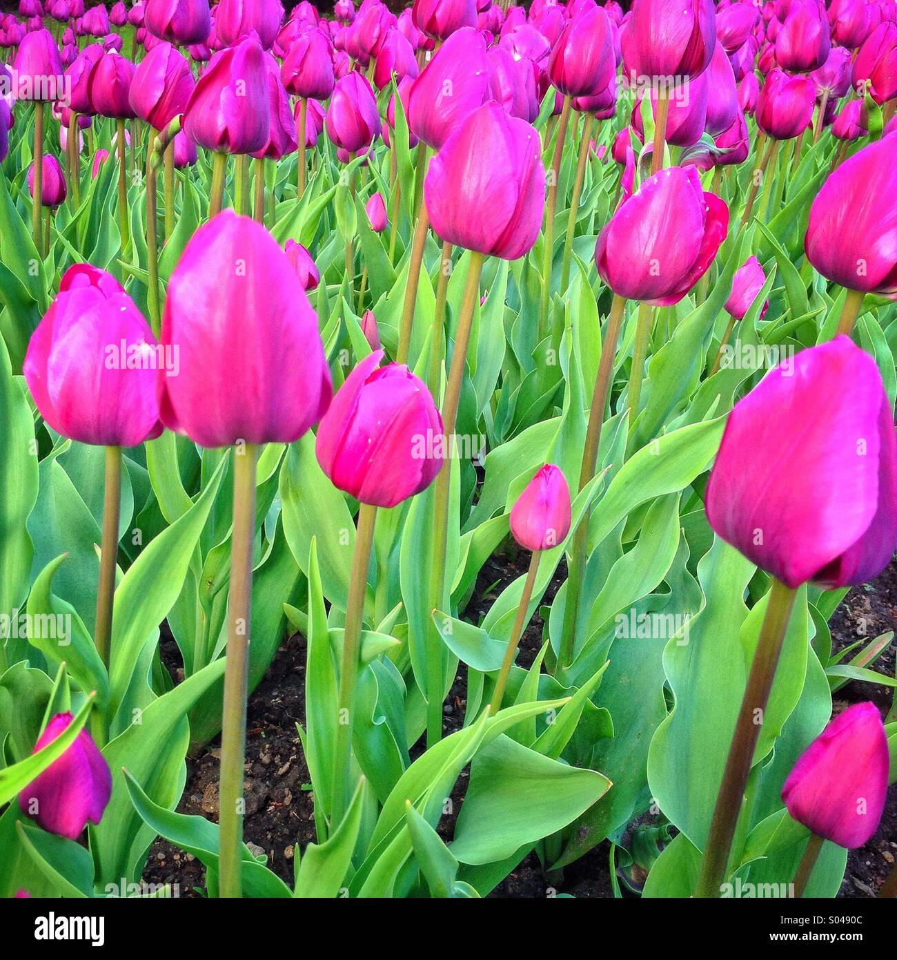 Big field of pink tulips in full bloom in spring. - Smartphone Captured Stock Image