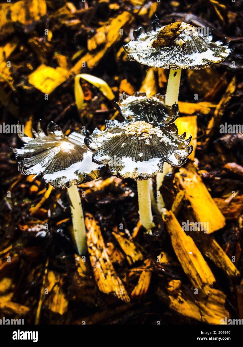 Mushrooms growing in wood bark chips Stock Photo