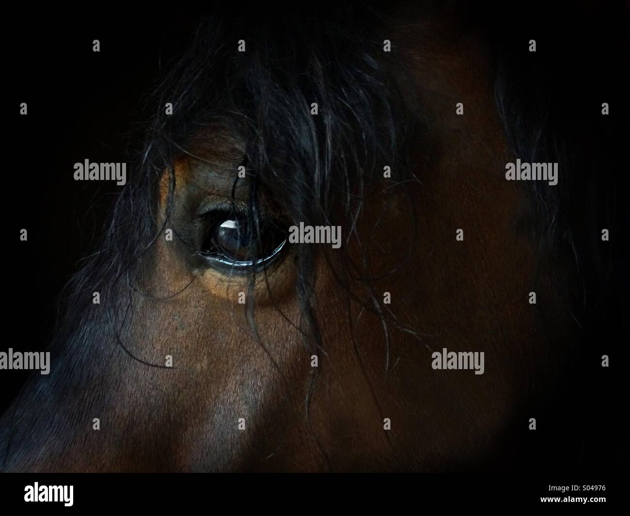 Intelligent eye of a horse Stock Photo