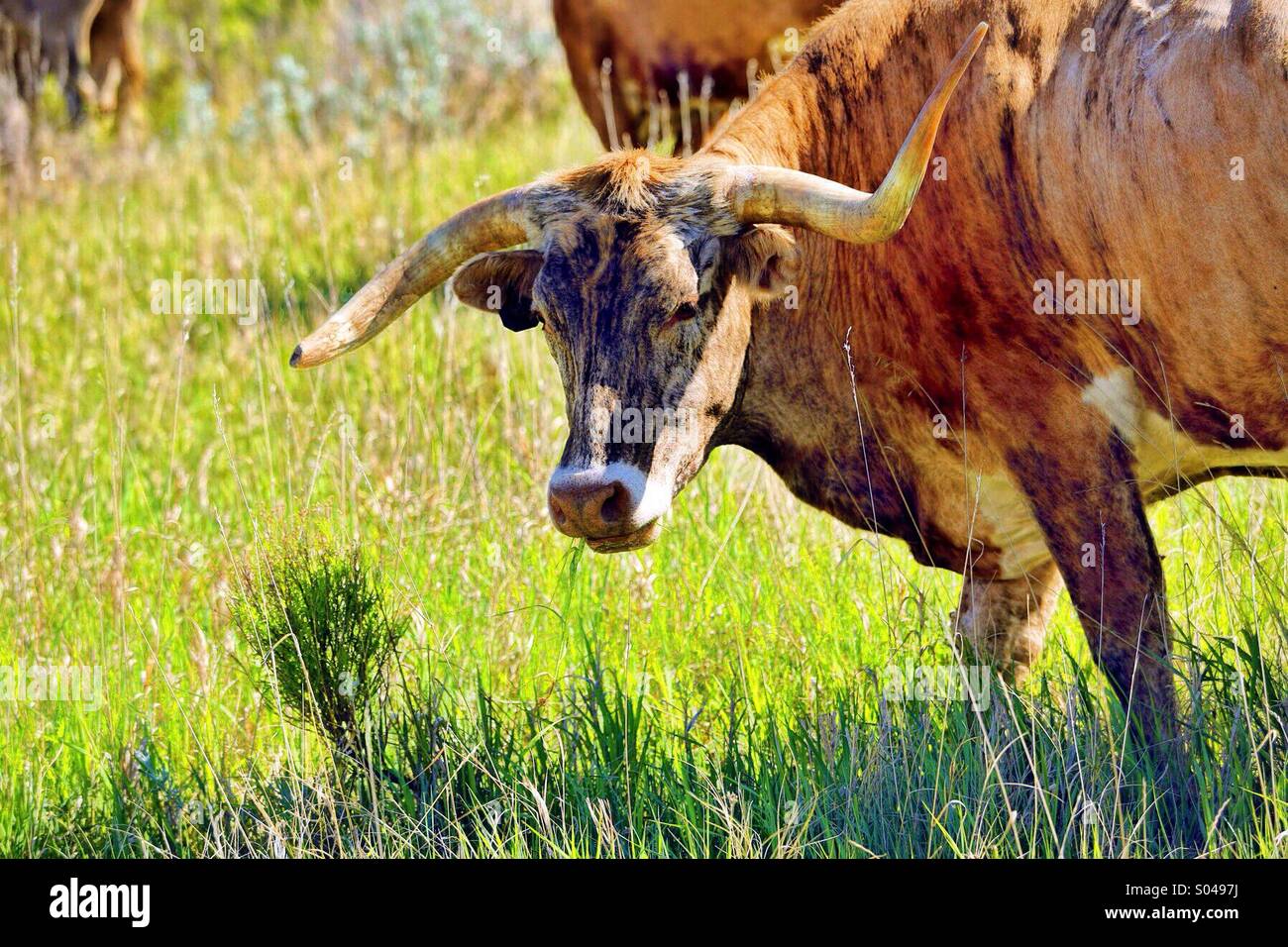 Longhorn Steer in Theodore Roosevelt National Park Stock Photo