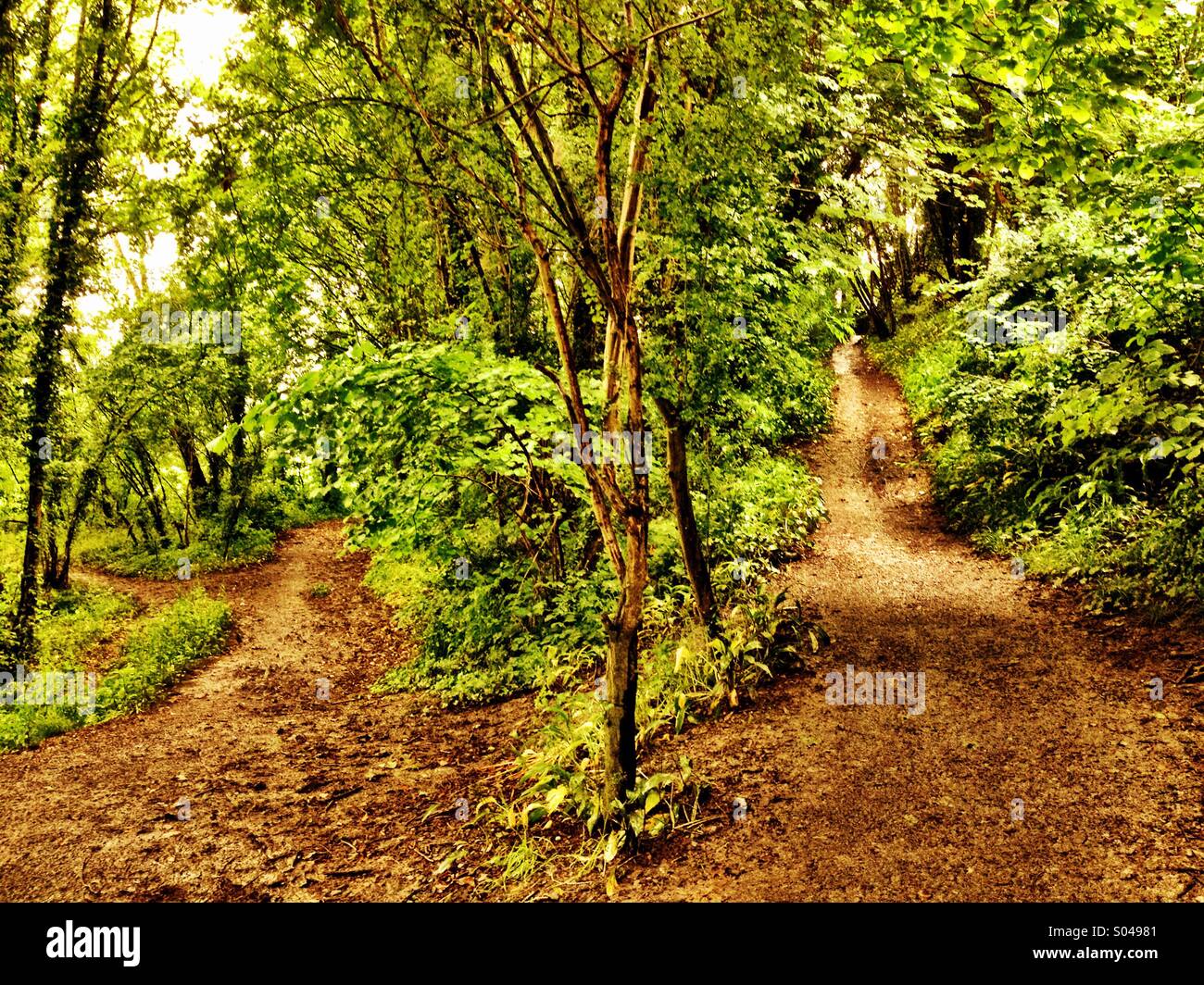 Woodland Paths Stock Photo