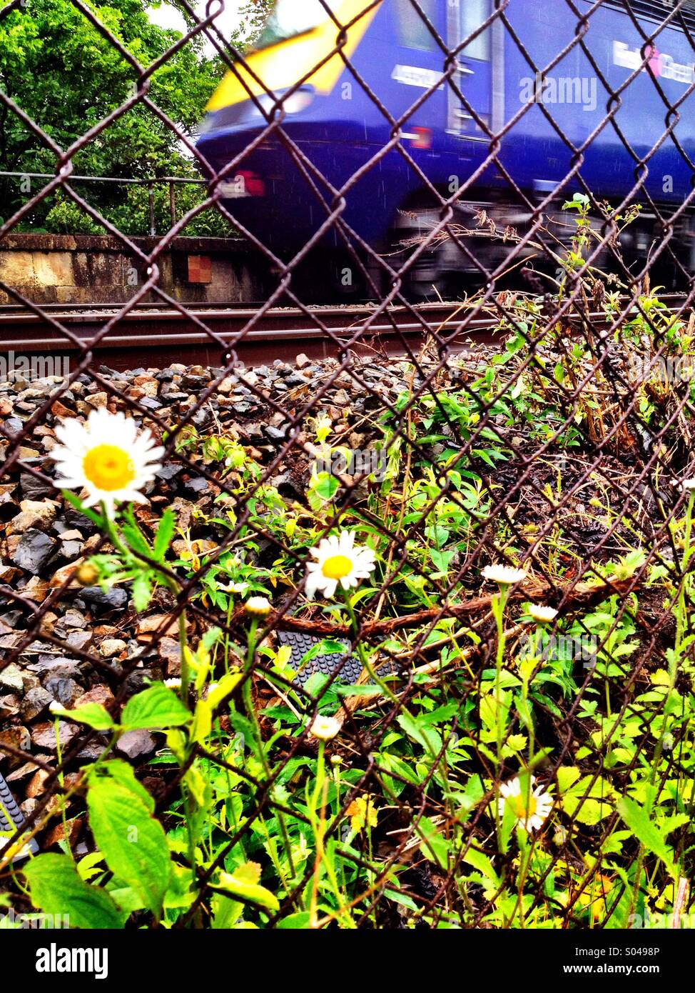 Train and trackside flowers Stock Photo