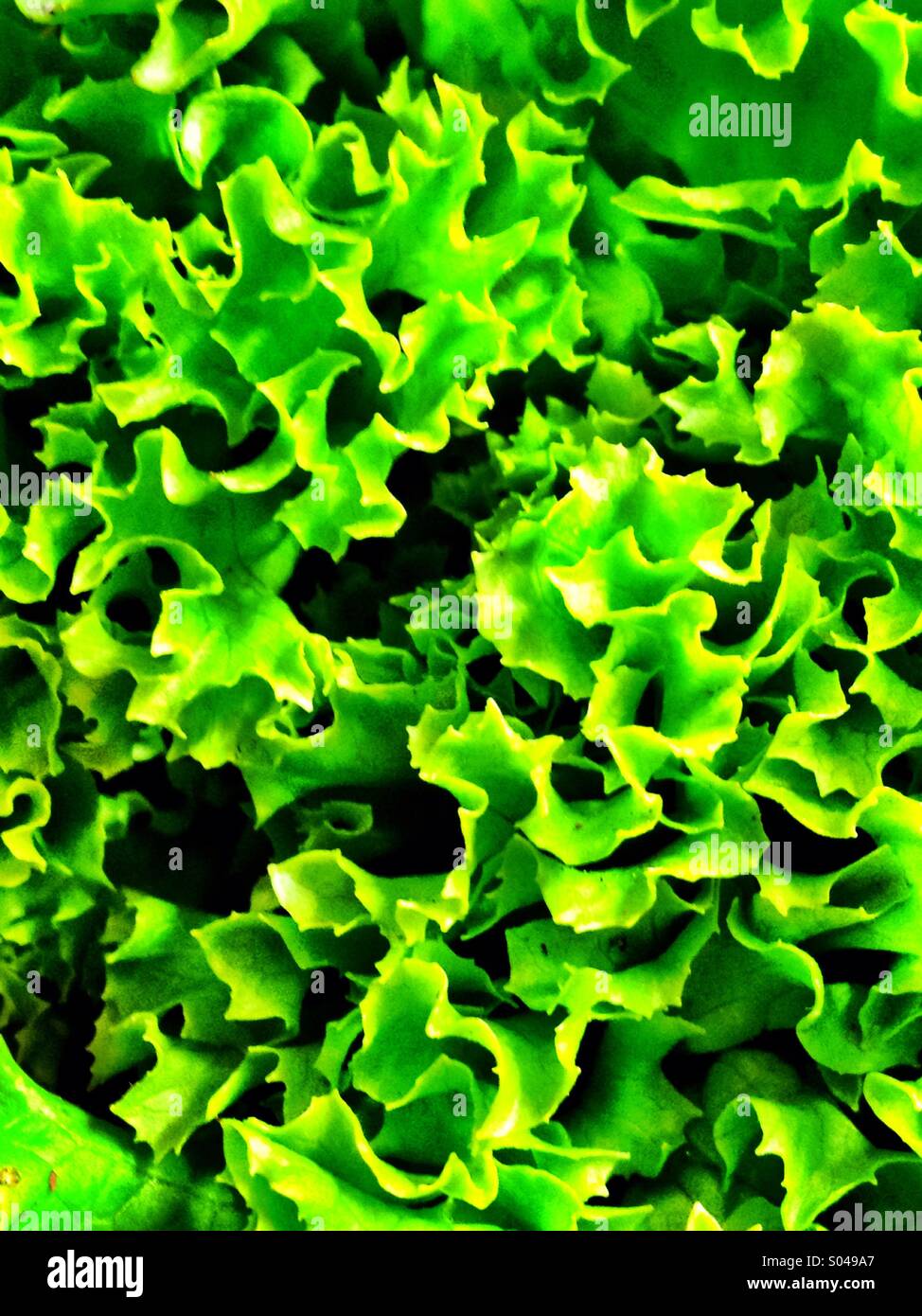 Frizzy lettuce Stock Photo