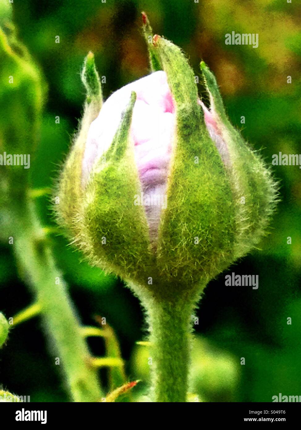 Wild blackberry bud about to flower Stock Photo Alamy