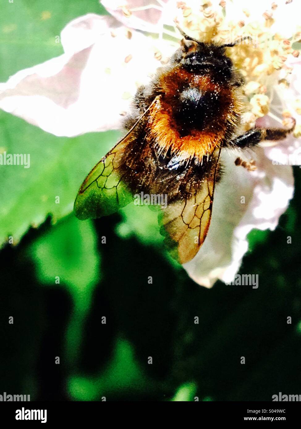 Operation Pollination - Smartphone Captured Stock Image