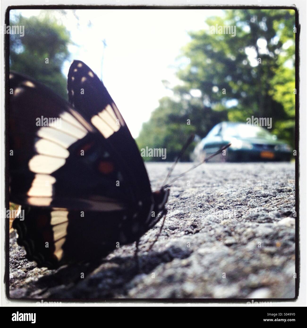 Black and white butterfly on the street with car in background - Smartphone Captured Stock Image