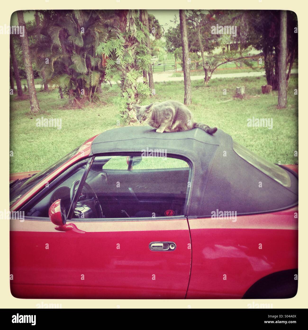 Cat Ready To Take Convertible Drive Stock Photo 309882298 Alamy