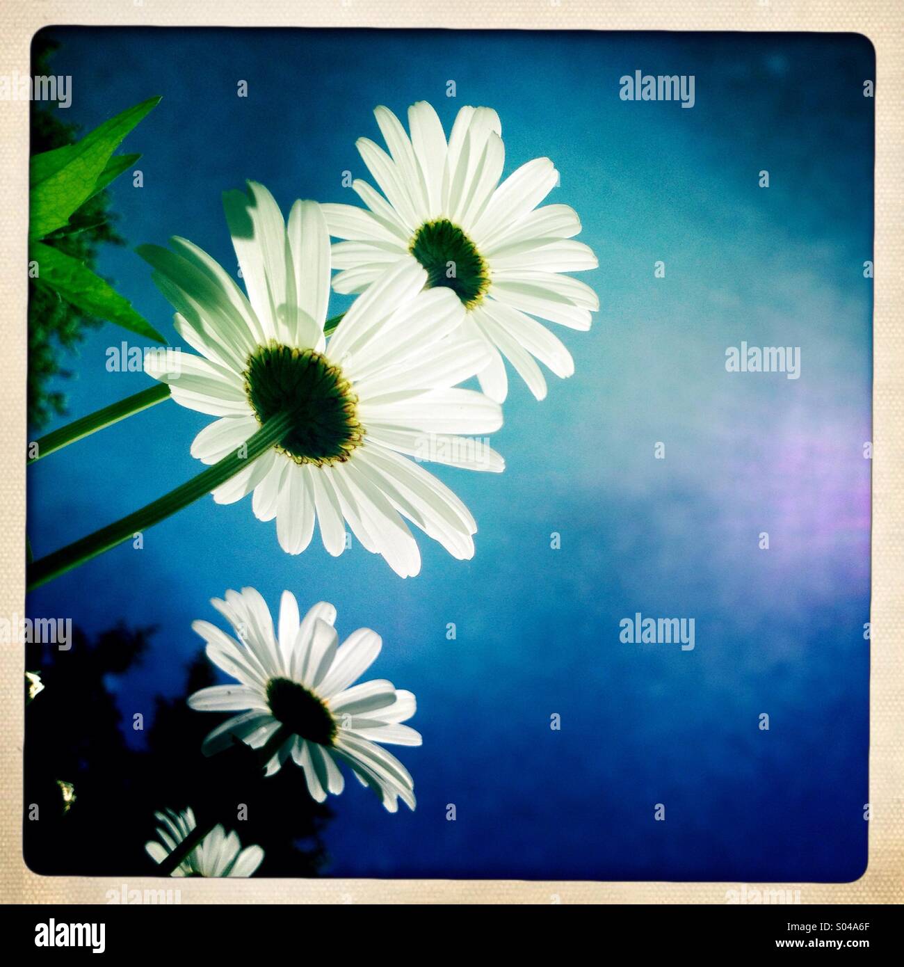 Pushing up daisies - Smartphone Captured Stock Image