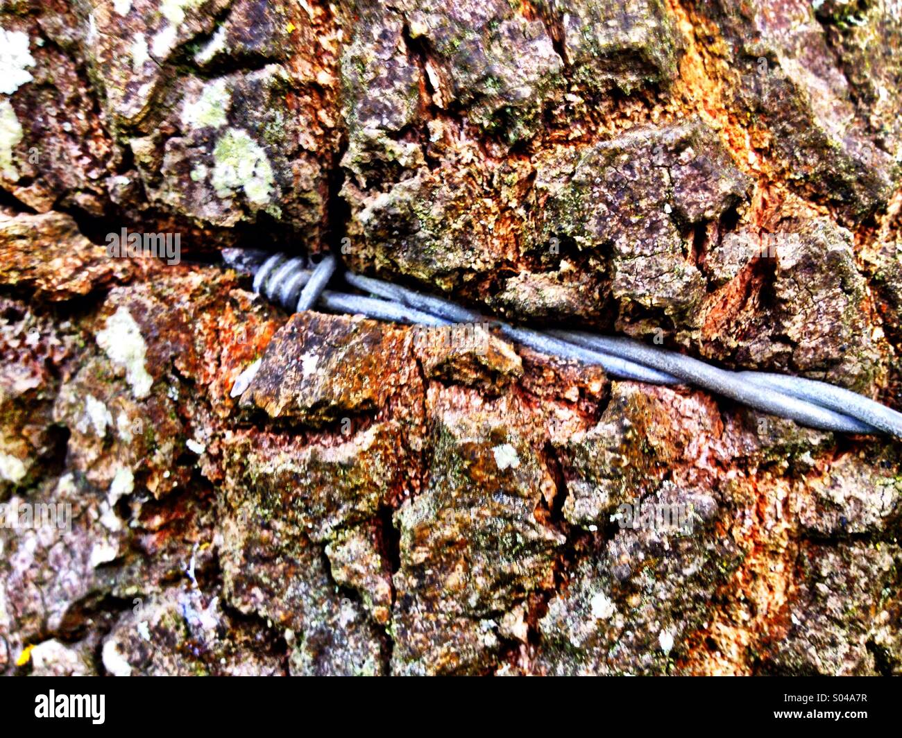 Barbed wire embedded in tree bark Stock Photo Alamy