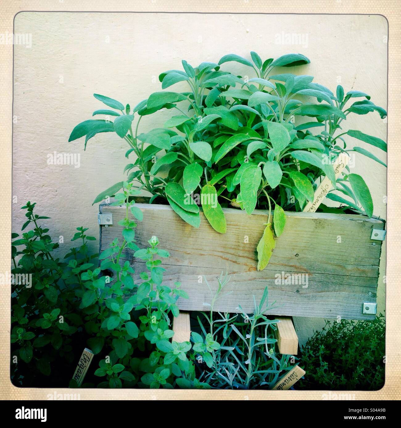 Solomeo Italy; herbs available to the public cared by the school of gardening and horticulture Cucinelli - Smartphone Captured Stock Image