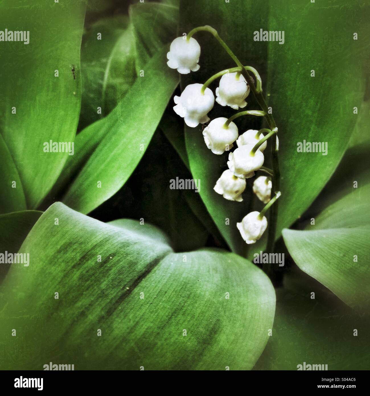 Lily of the Valley - Smartphone Captured Stock Image