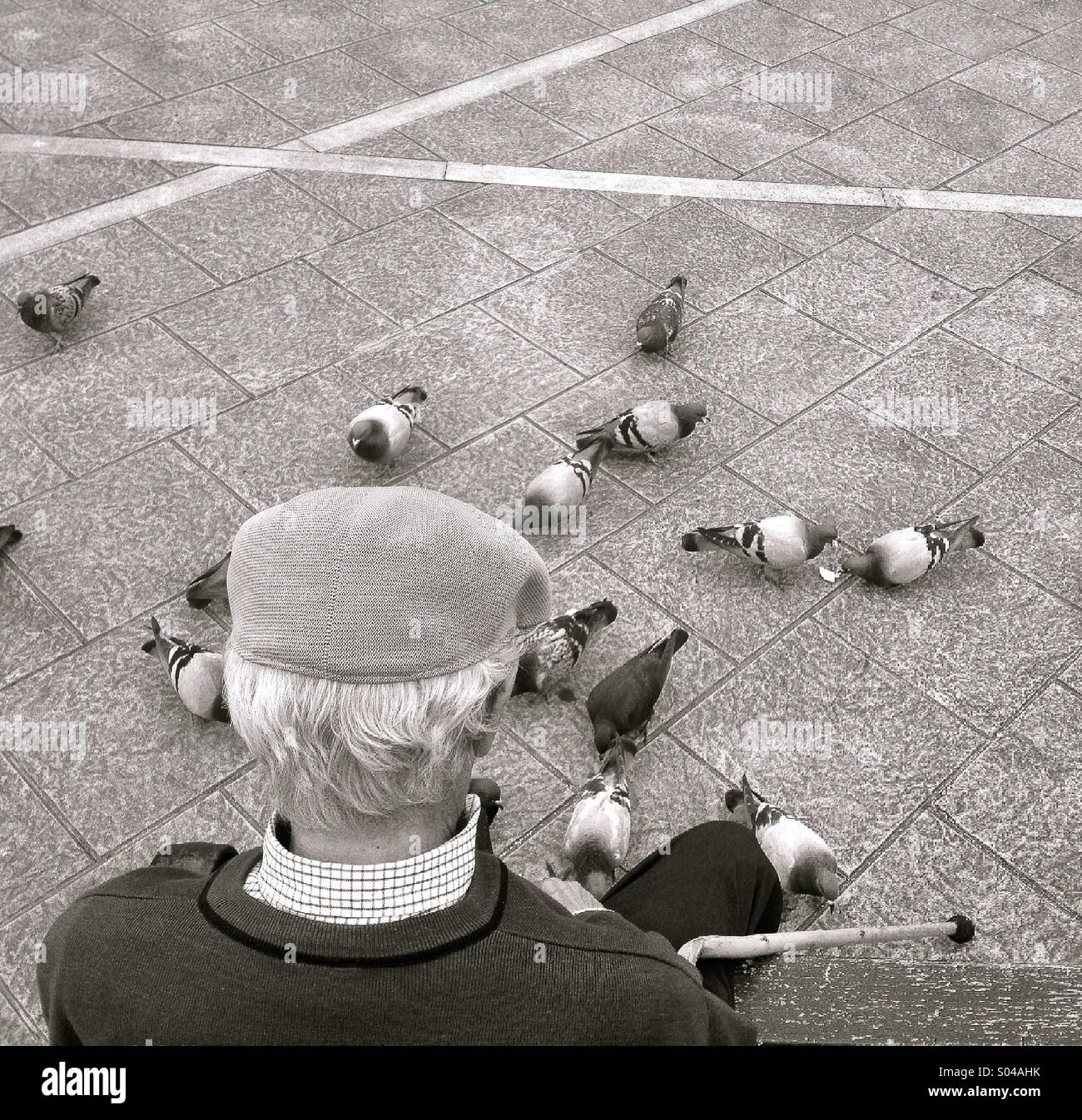 grandfather feeding, pigeons Stock Photo