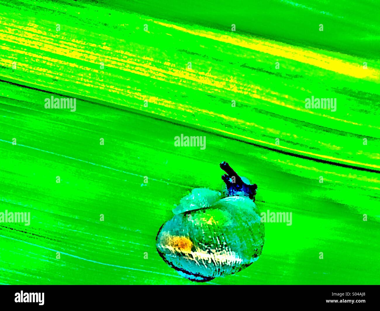 Snail on green leaf - Smartphone Captured Stock Image