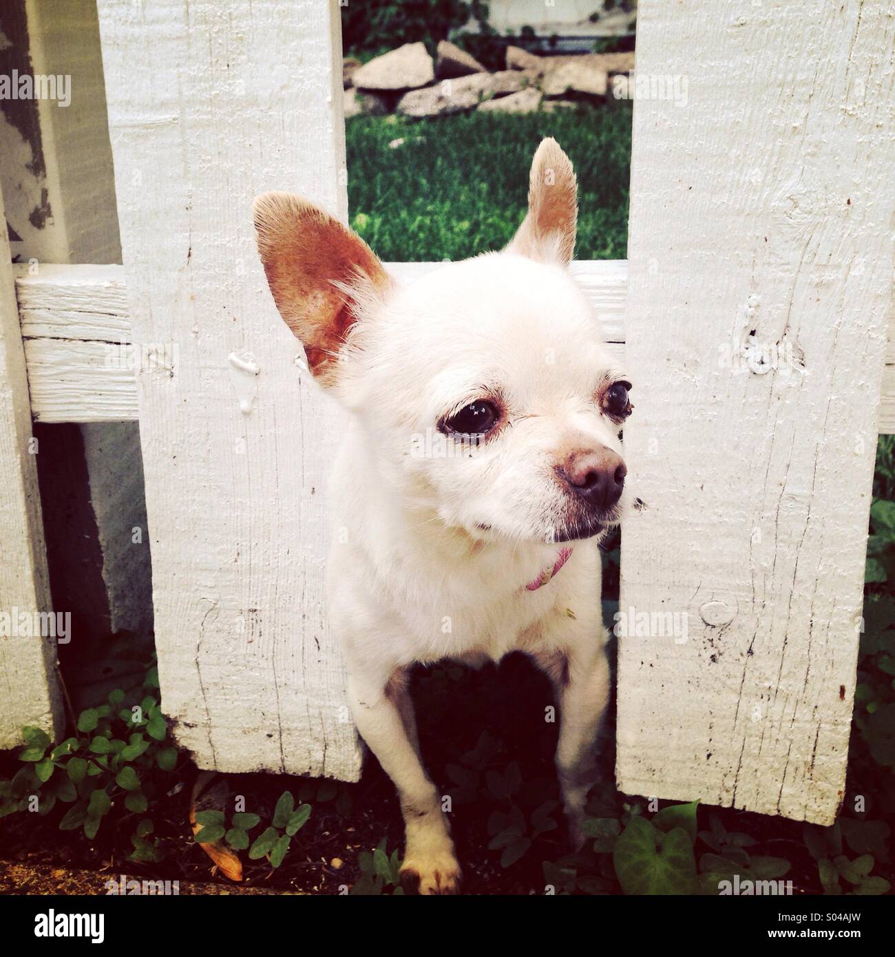 Chihuahua guard dog 2025