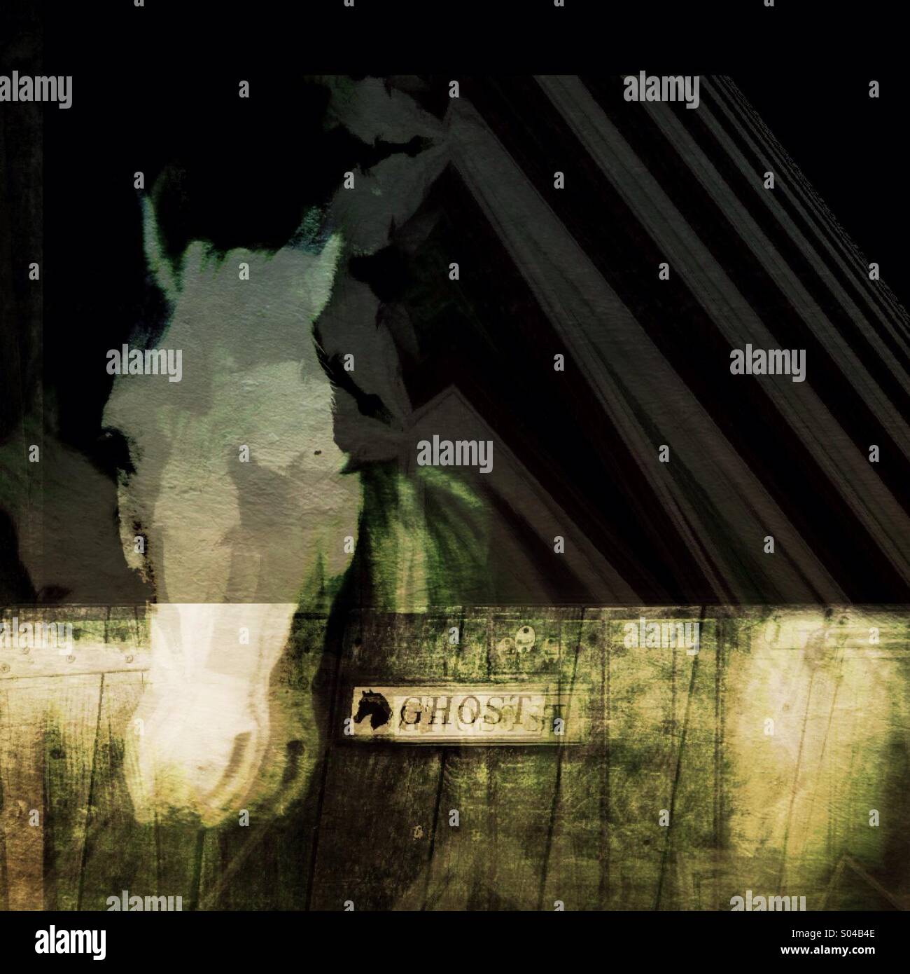 A horse called Ghost - Smartphone Captured Stock Image