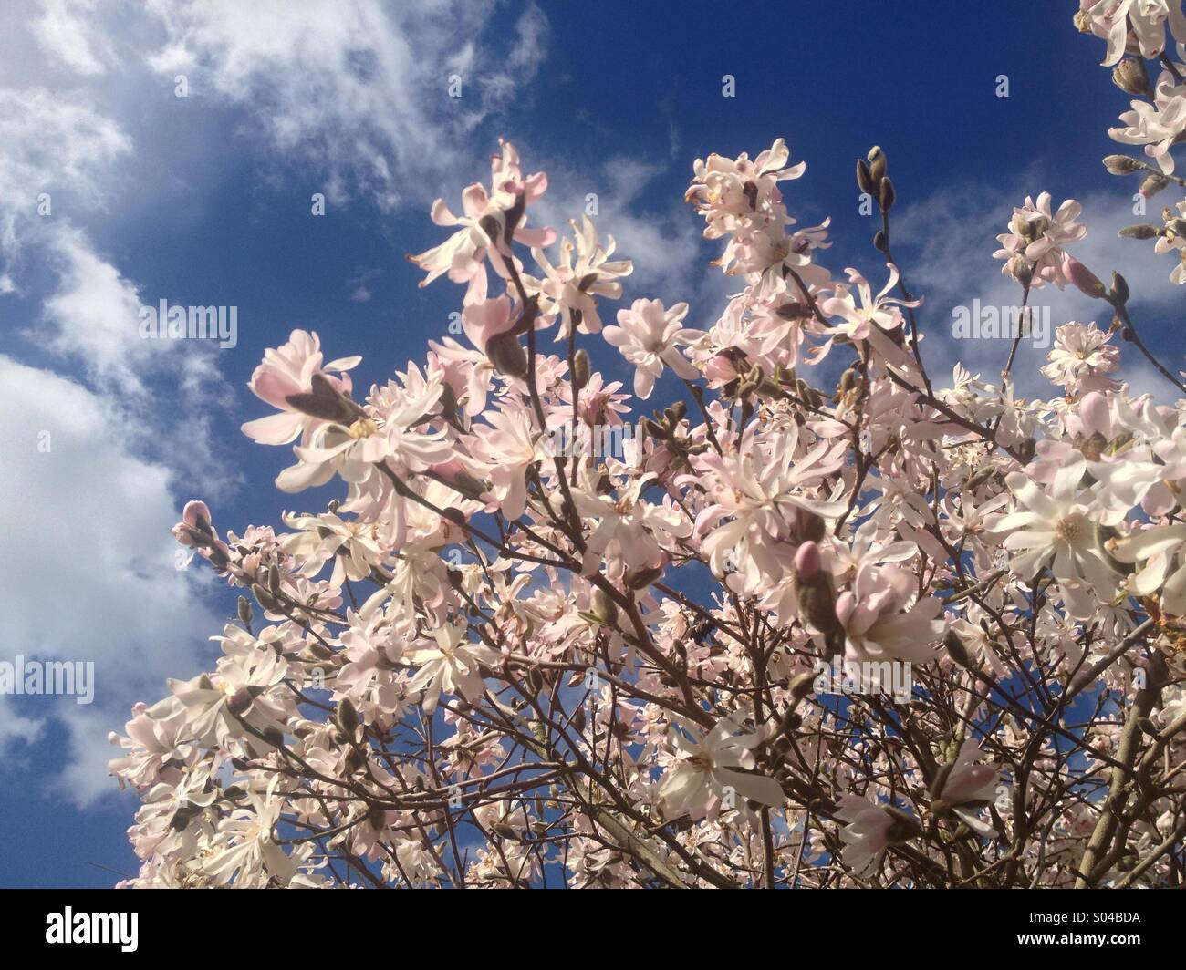 Spring magnolia tree hi-res stock photography and images - Alamy