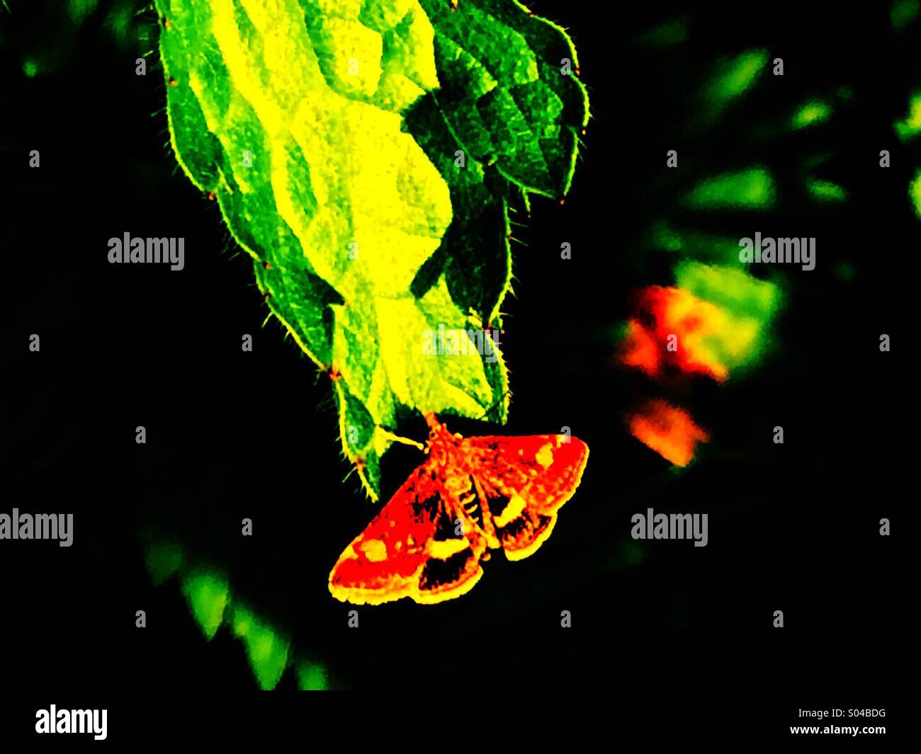 Close up of butterfly on plant leaf - Smartphone Captured Stock Image