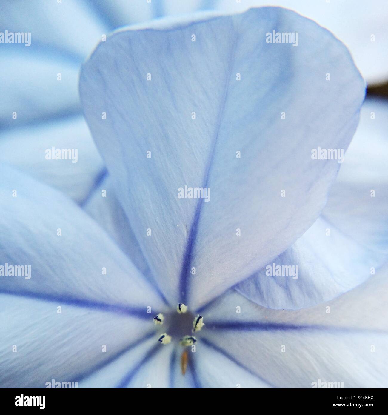 Partial macro view of a blue flower - Smartphone Captured Stock Image
