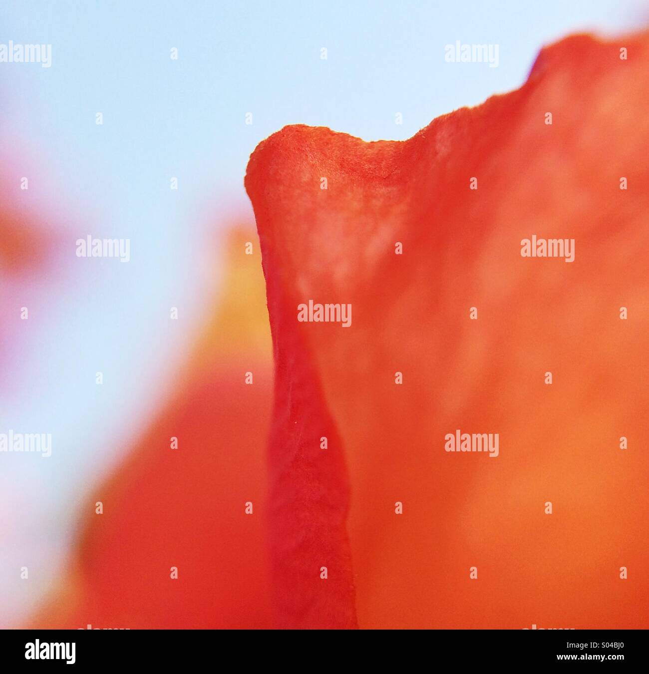 Petal Orange High Resolution Stock Photography and Images - Alamy