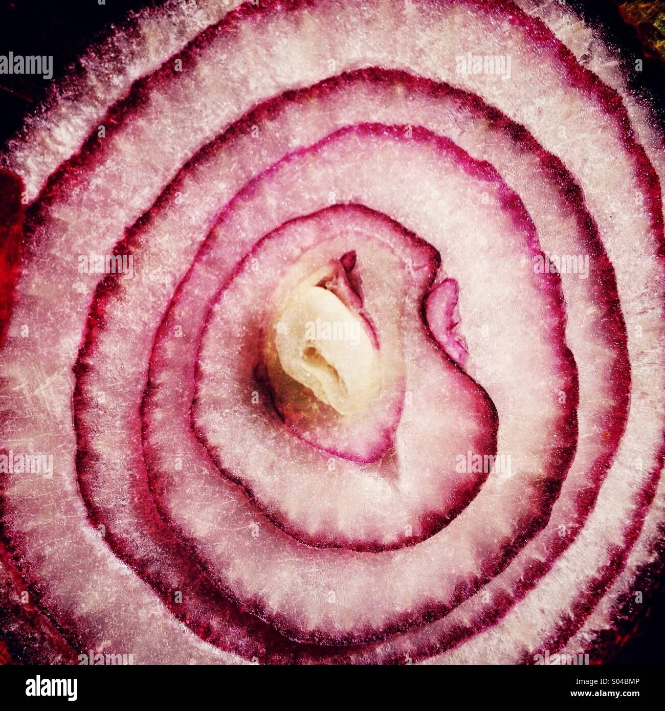 Sliced red onion - Smartphone Captured Stock Image