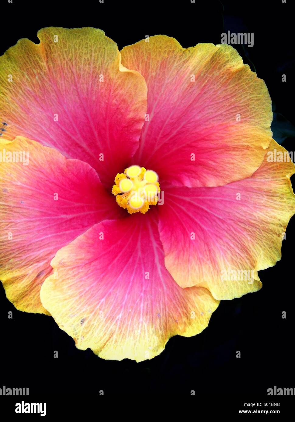 Brazil Morro de Sao Paulo - Huge colerful Yellow Hibiscus - Hibiscus  brackenridgei - Hawaiian hibiscus Stock Photo - Alamy