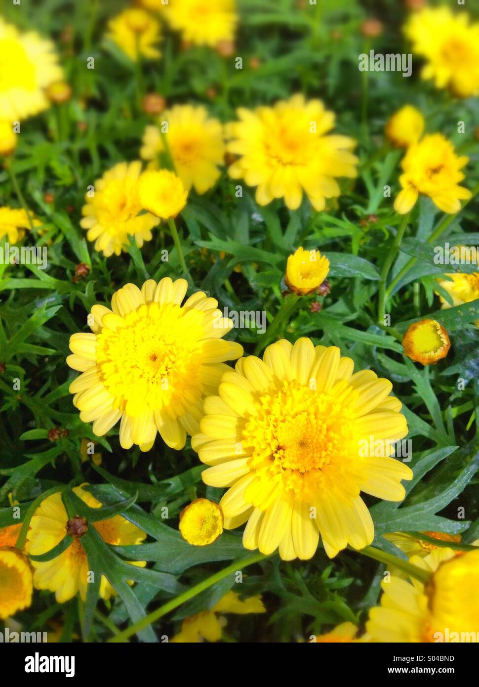 Yellow daisy flowers Stock Photo