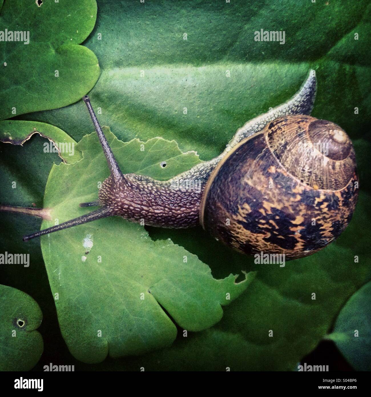 Snail eating a leaf. Stock Photo