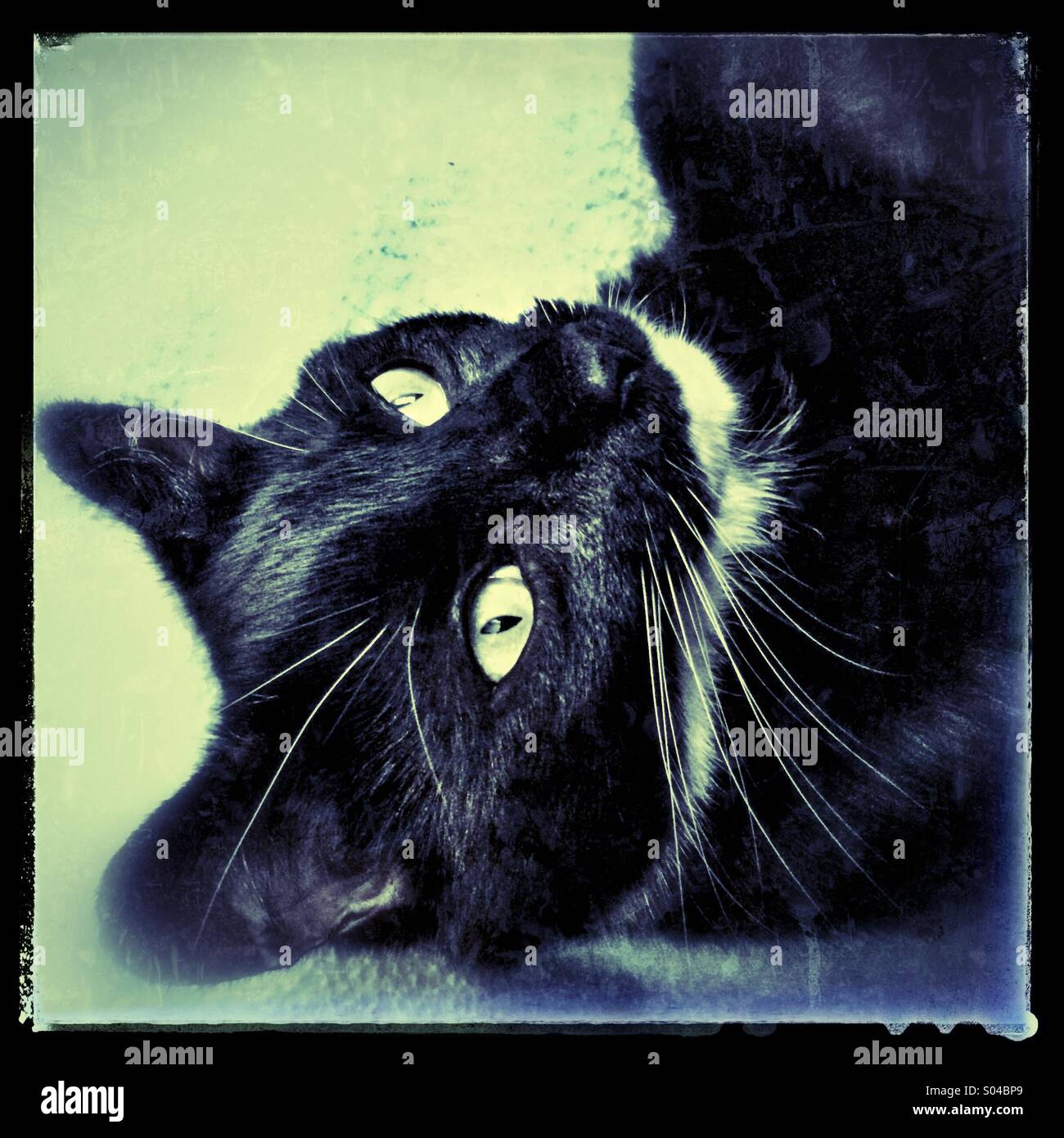 Black cat lying on back - Smartphone Captured Stock Image