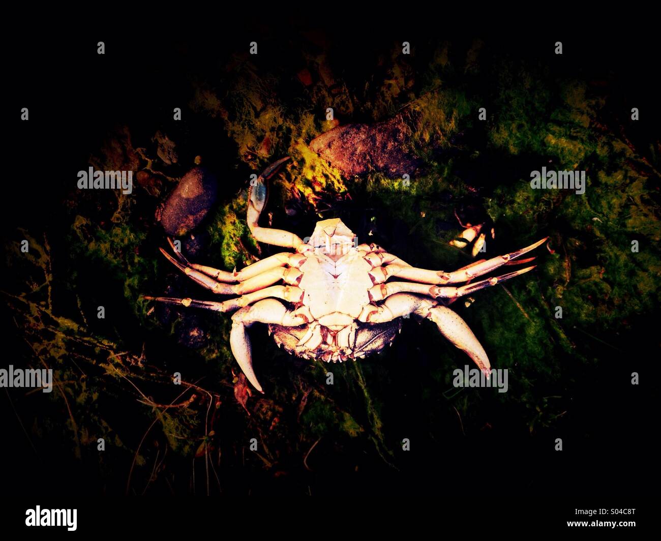 Dead crab - Smartphone Captured Stock Image