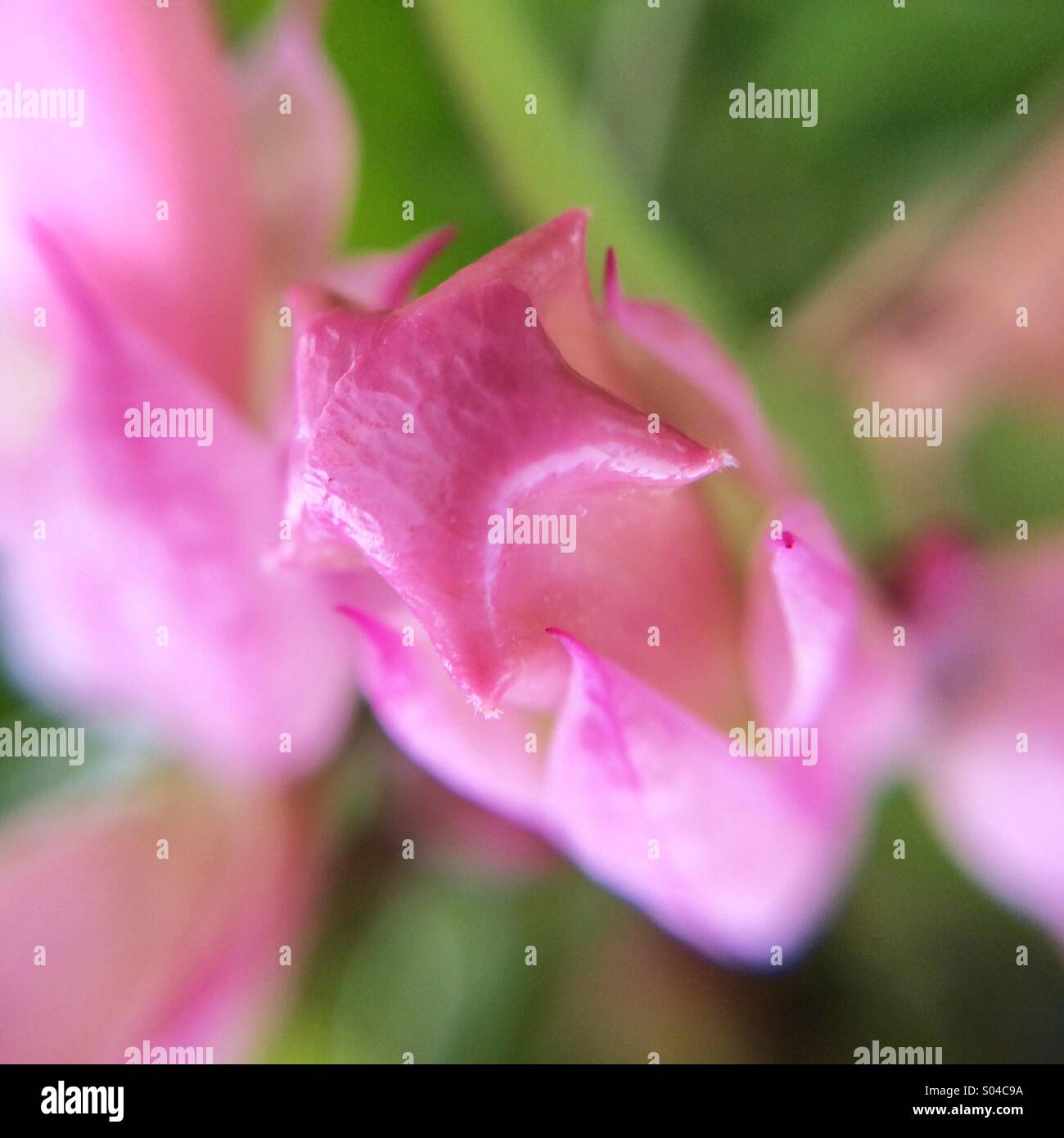 Macro of a pink Flower Stock Photo - Alamy