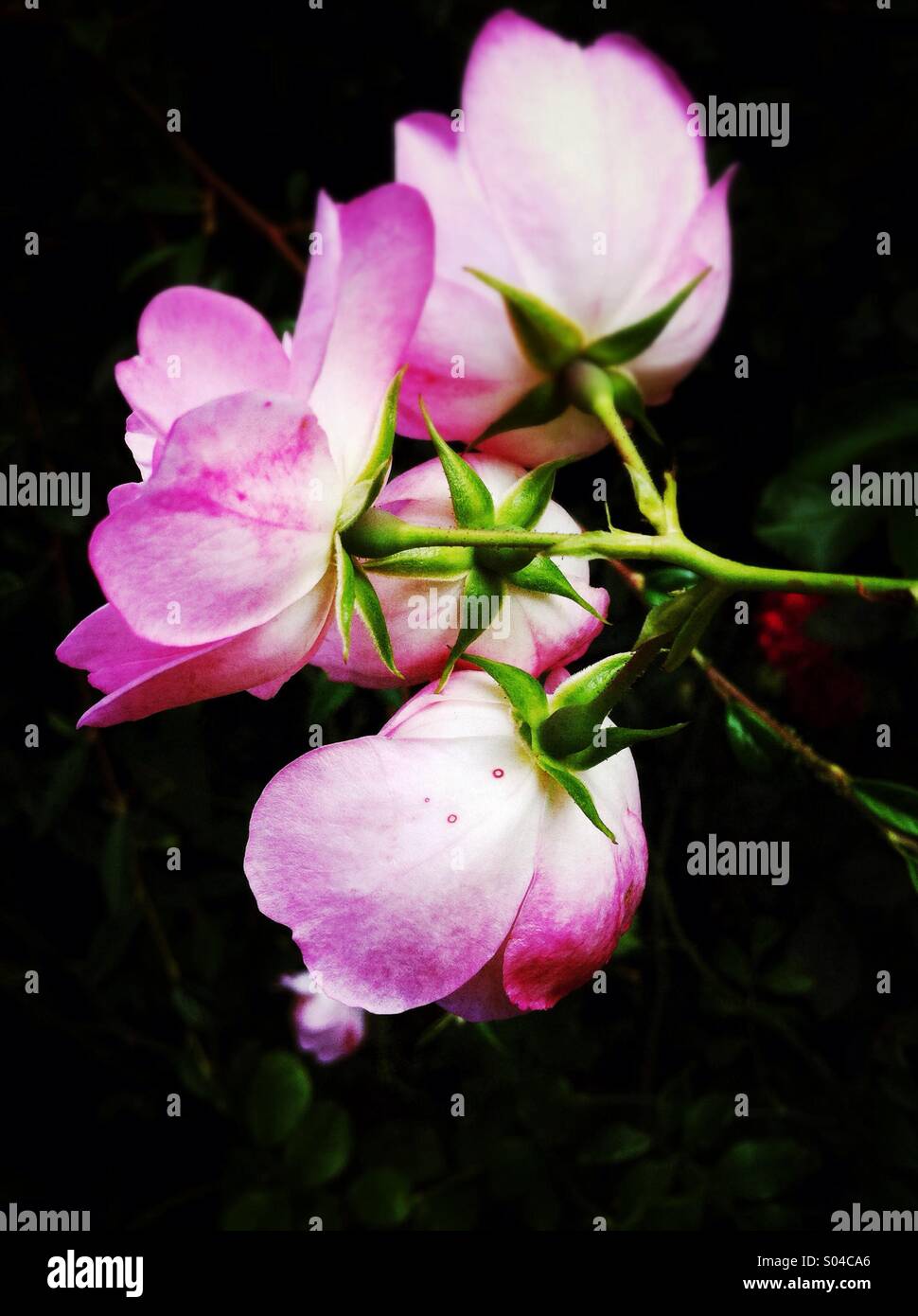 pink rose blossoms on a black surface Stock Photo