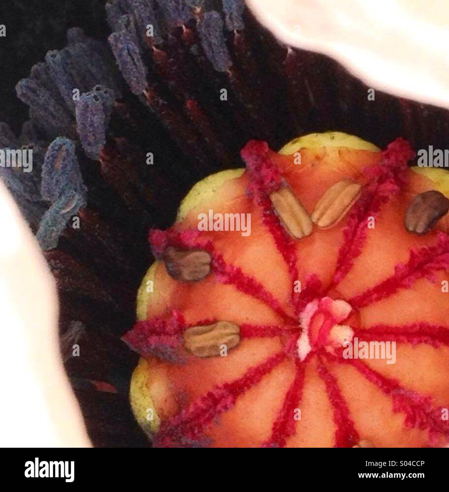 Centre of Poppy - Smartphone Captured Stock Image