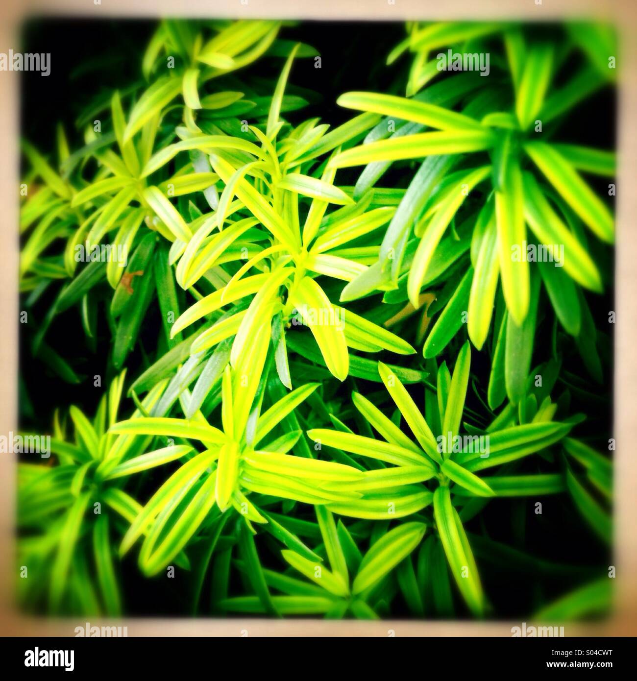 green yellow plant leaves - Smartphone Captured Stock Image