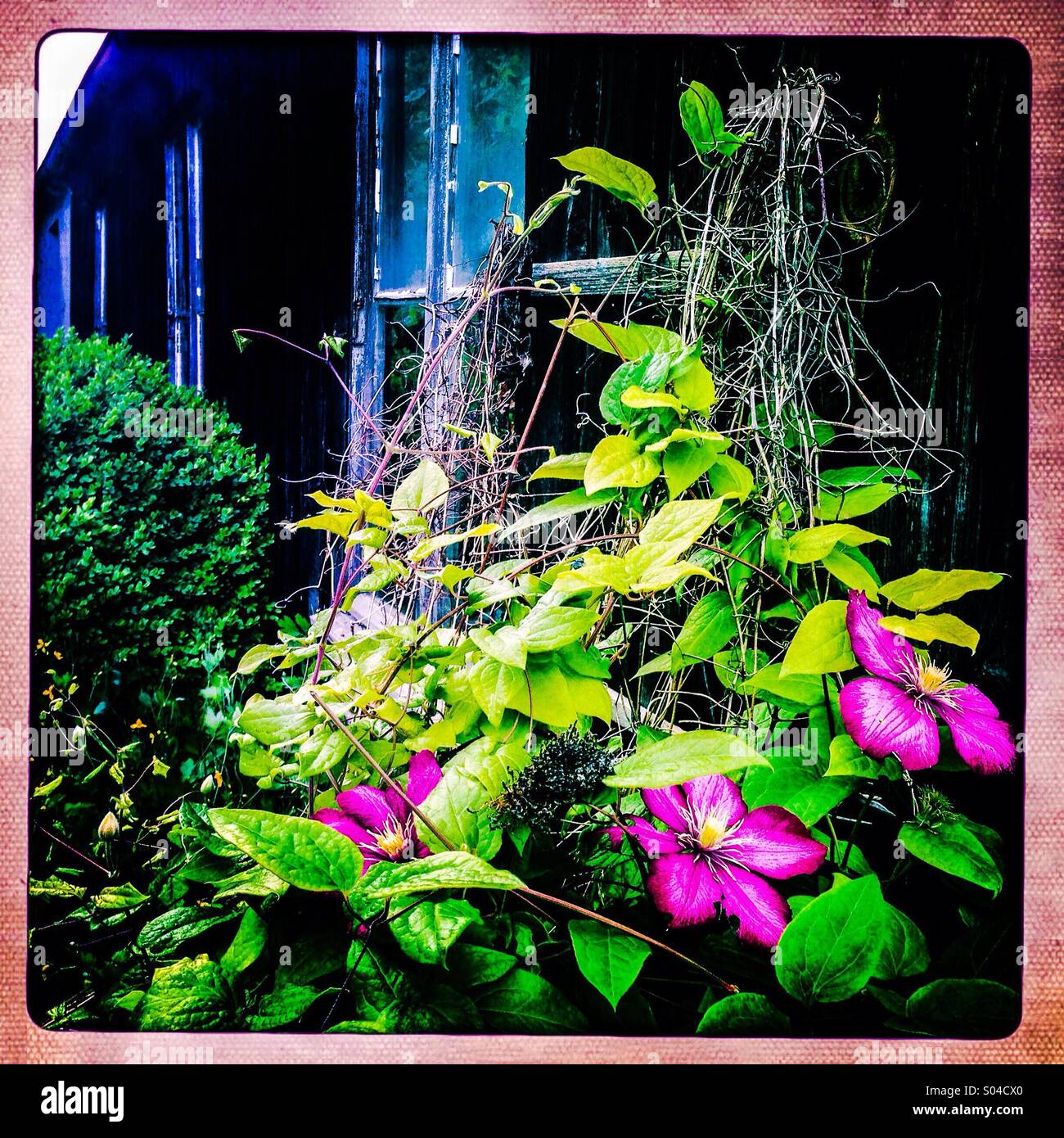 clematis vine climbing over blue shed - Smartphone Captured Stock Image