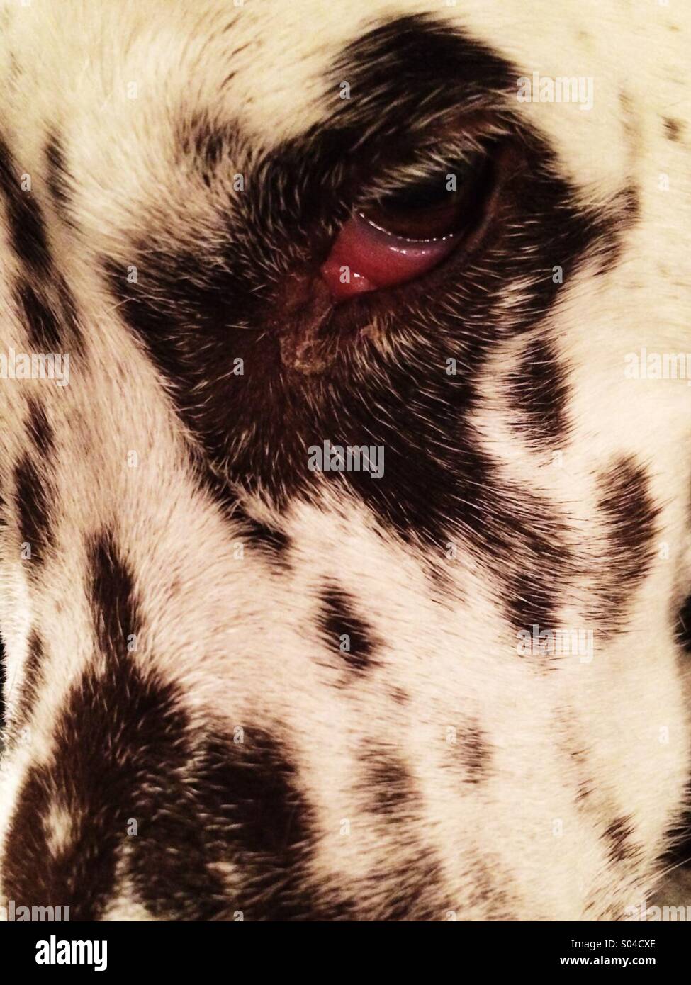 Close up of Dalmatian face with a bloodshot eye - Smartphone Captured Stock Image