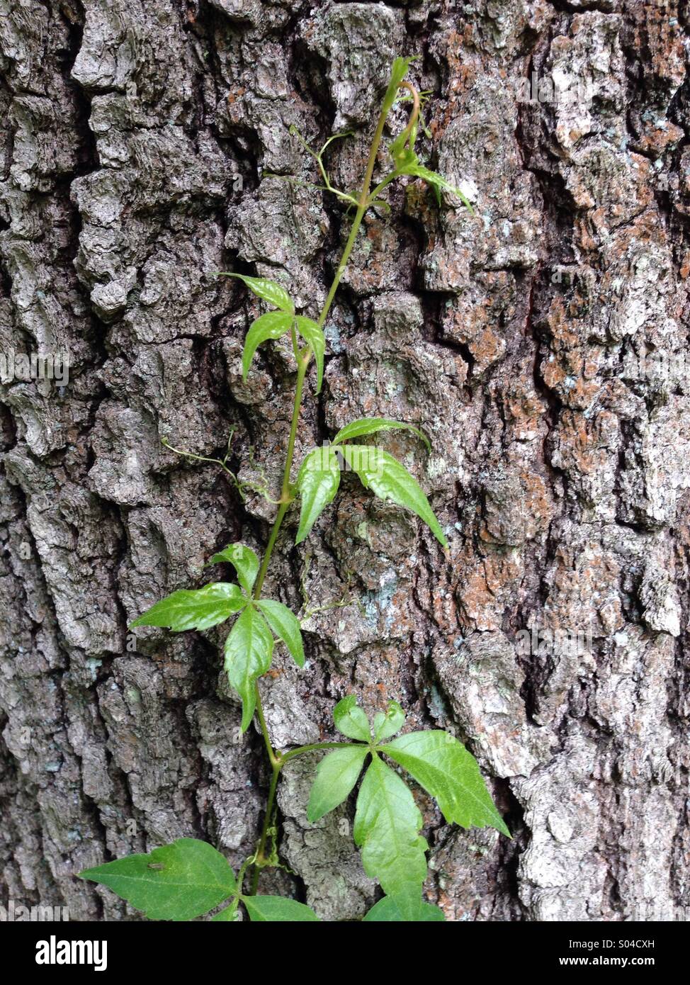 Climbing climb vine hires stock photography and images Alamy