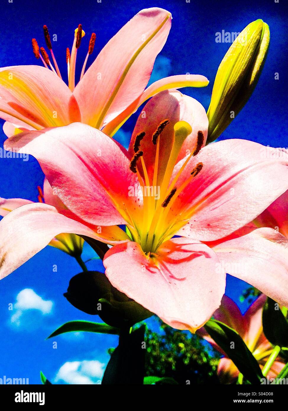 Pink Lilies with blue sky in the background Stock Photo