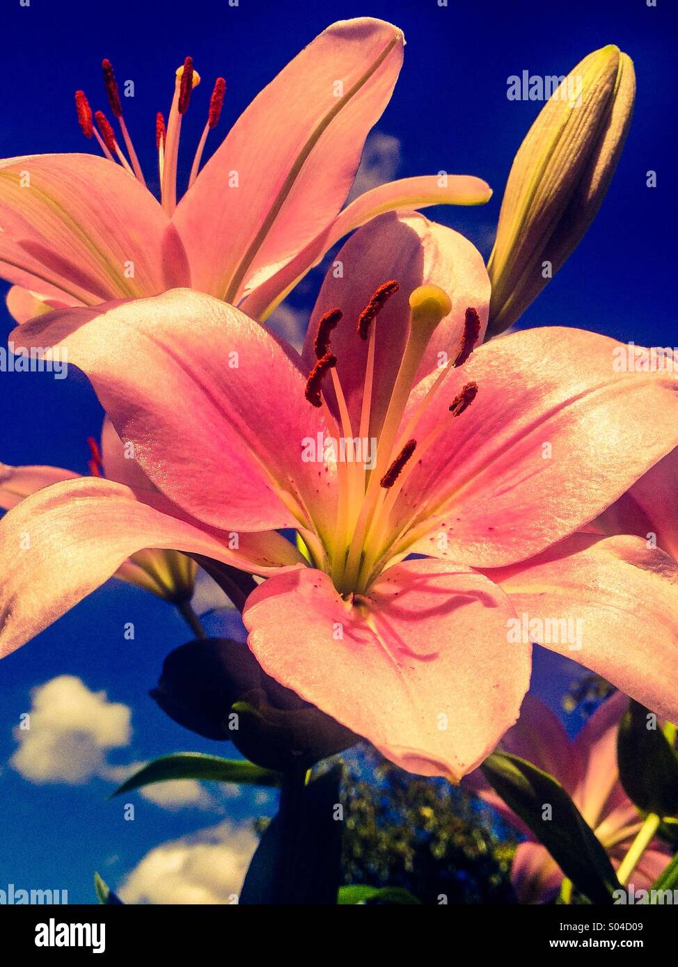 Pink Lilies set against a blue sky Stock Photo