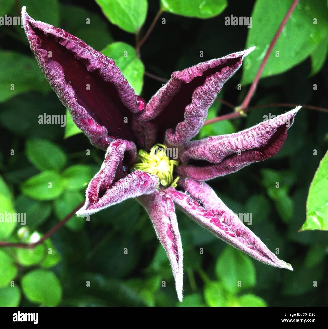 Clematis - Smartphone Captured Stock Image