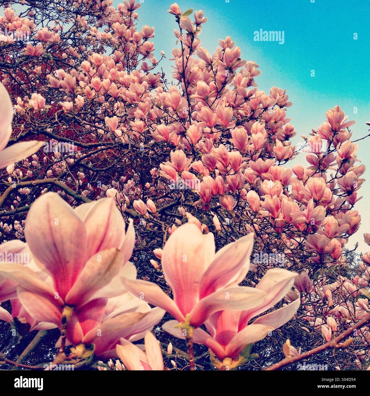 A large magnolia tree is covered with pink blossoms and the flowers stand out against the blue sky in spring. Stock Photo