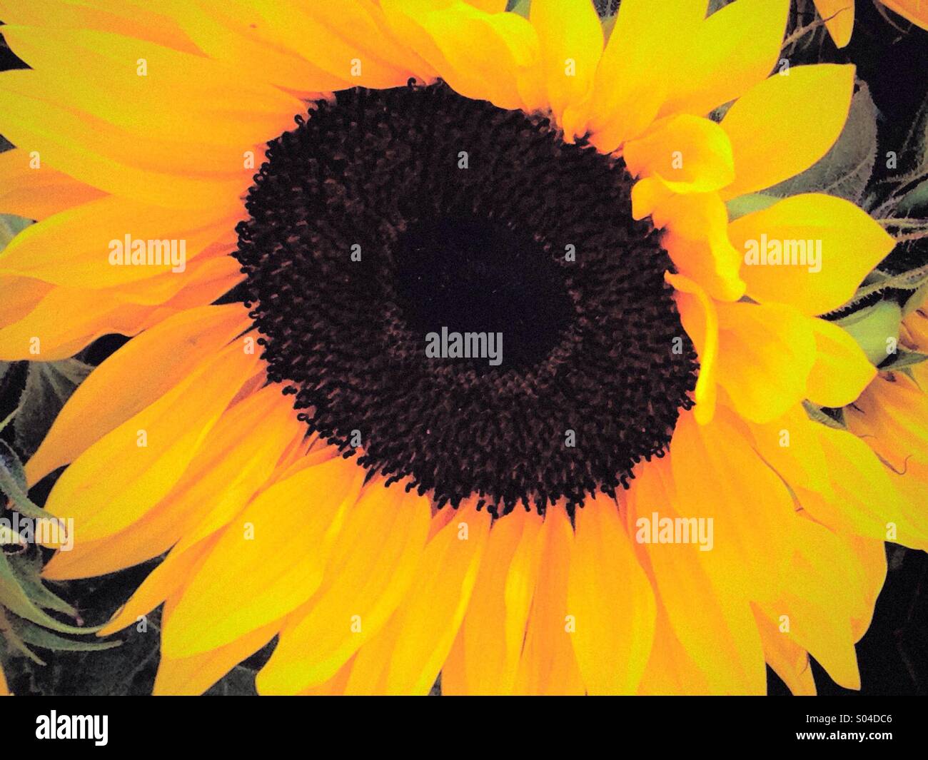 Sunflower - Smartphone Captured Stock Image