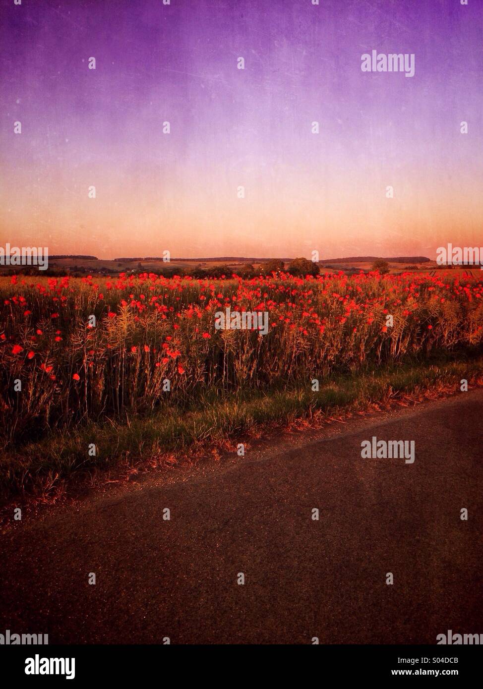 Red poppies in a field at evening - Smartphone Captured Stock Image