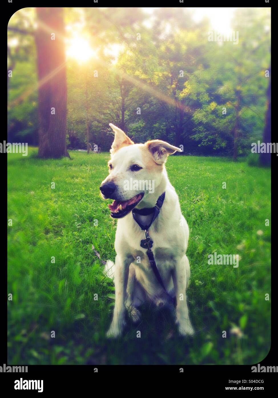 do dogs like sitting in the sun