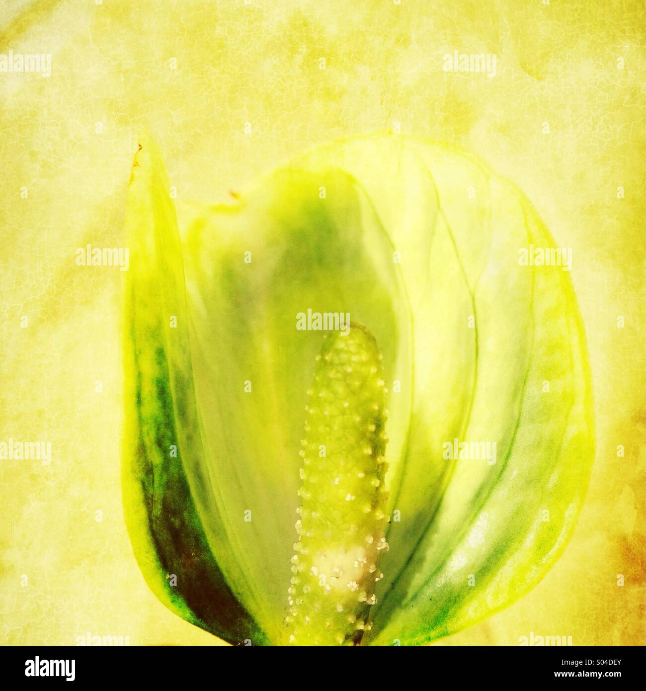 Anthurium flower Stock Photo