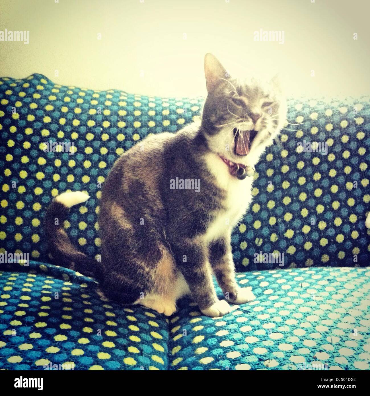 Little tiger Stock Photo