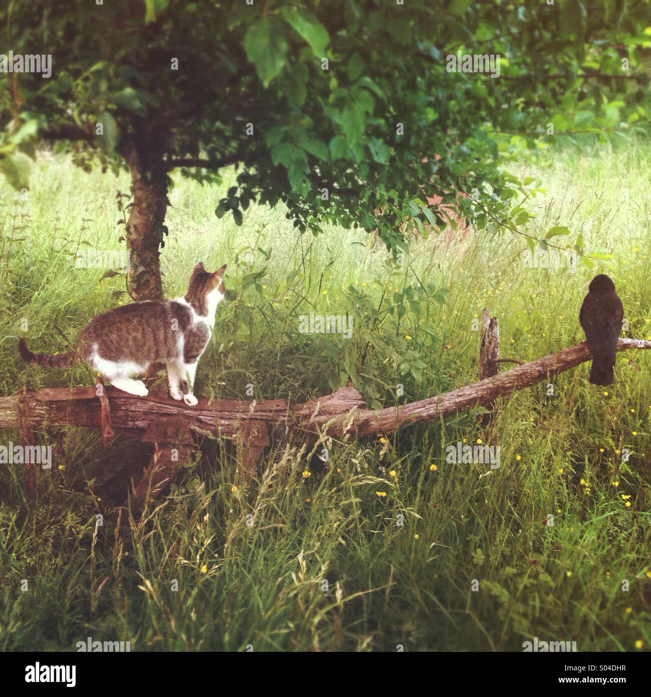 Cat stalking a crow sitting on an old plow in field Stock Photo